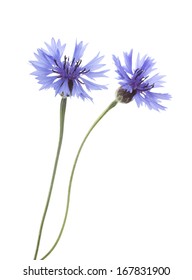 Blue Cornflower Flowers isolated on white background with shallow depth of field.
