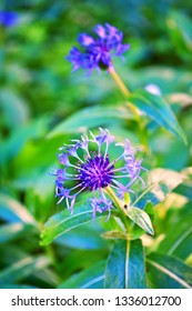 Blue cornflower with green background. Arable plant and medicinal plant. Centaurea cyanus
