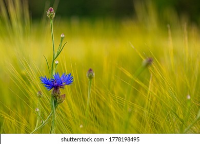 blue cornflower in a green field Centaurea cyanus


