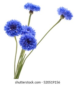 Blue Cornflower Herb Or Bachelor Button Flower Bouquet Isolated On White Background Cutout