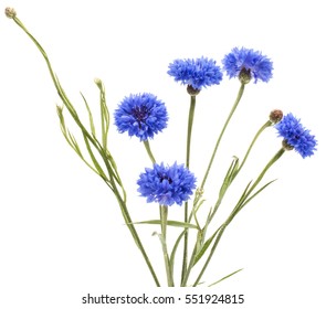 Blue Cornflower Herb Or Bachelor Button Flower Bouquet Isolated On White Background Cutout