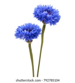 Blue Cornflower Herb Or Bachelor Button Flower Head Isolated On White Background Cutout