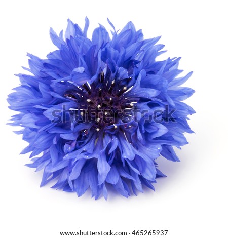 Blue Cornflower Herb or bachelor button flower head isolated on white background cutout