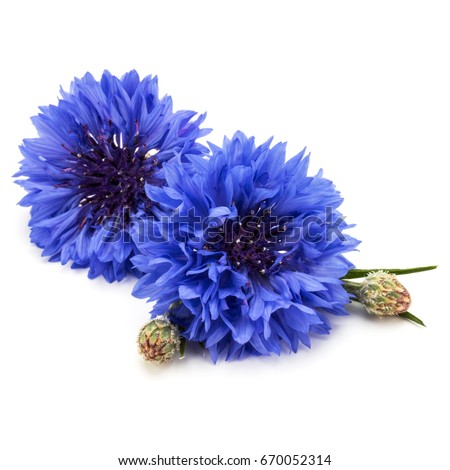 Blue Cornflower Herb or bachelor button flower head isolated on white background cutout