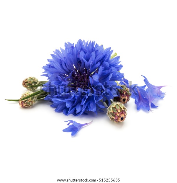 白い背景に青いコーンフラワーハーブまたは独身ボタンの花の頭 の写真素材 今すぐ編集