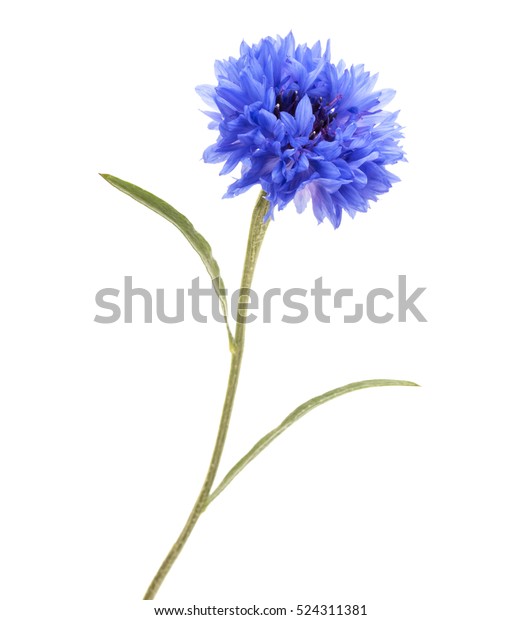 Blue Cornflower Herb Bachelor Button Flower Stock Photo 524311381 ...