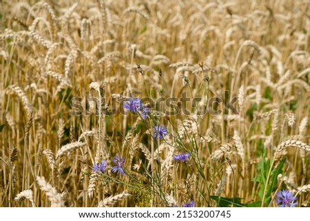 Similar – Kornblumen in einem Weizenfeld