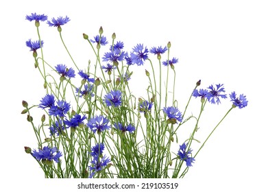 blue cornflowers on white background