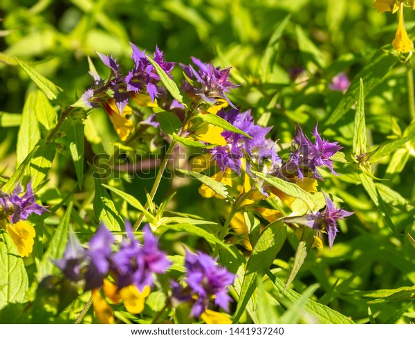 Blue Cowwheat Flower Melampyrum Nemorosum On Stock Photo Edit Now