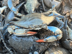 Blue Crab Caught In Crab Trap
