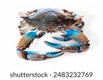 Blue crab in the dish, blue crab raw in the white background