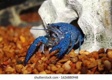 Blue crab exits a white coral formation in an aquarium