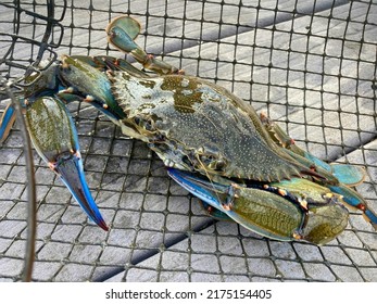 Blue Crab from the Gulf of Mexico - Shutterstock ID 2175154405