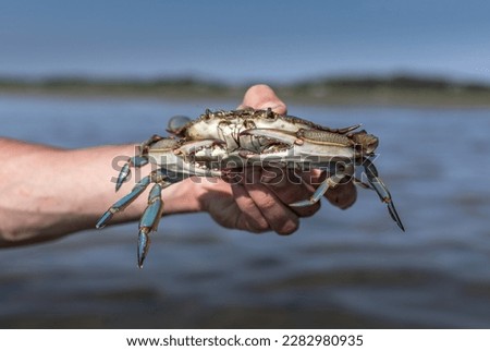 Blue crab in hand from Cape Cod, Massachusetts