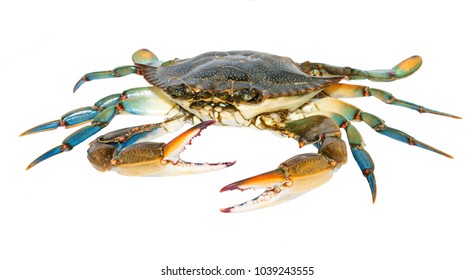 Blue Crab isolated