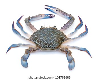 Blue crab isolated on white background - Powered by Shutterstock