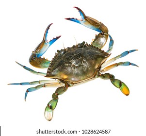 Blue Crab Isolated On White Background