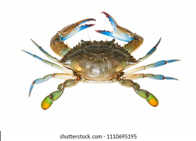 20,061 Blue claw crabs Stock Photos, Images & Photography | Shutterstock