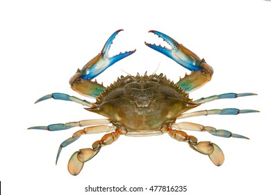 Blue crab isolated on white background,top view