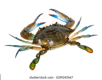 Blue Crab isolated,top view.