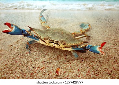 Blue Crab on island