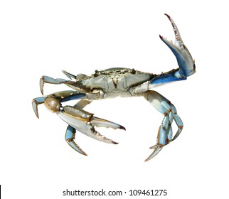 Blue crab on a white background, Turkey, Dalyan river