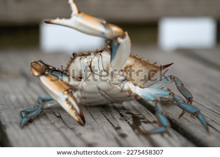 A Blue Crab With One Claw In The Air. Louisiana March 2023.