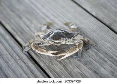 Blue Crab Outer Banks Crab