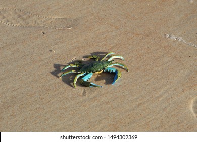 Blue crab toy enjoying the sunshine in Ormond Beach, Florida.