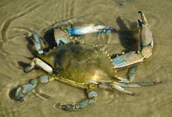 Blue Crab In Water