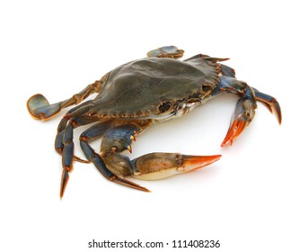 Blue Crab with white background