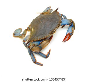 Blue Crab with white background