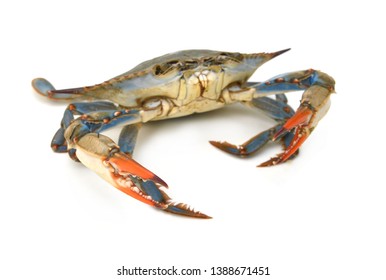 Blue Crab White Background Stock Photo 1388671451 | Shutterstock