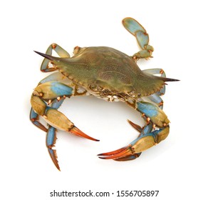 Blue Crab White Background Stock Photo (Edit Now) 311022131