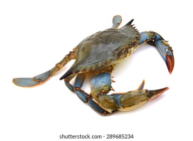 Blue Crab White Background Stock Photo (Edit Now) 311022131