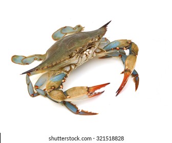 Blue Crab White Background Stock Photo (Edit Now) 355805570