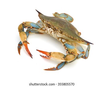 Blue Crab with white background 