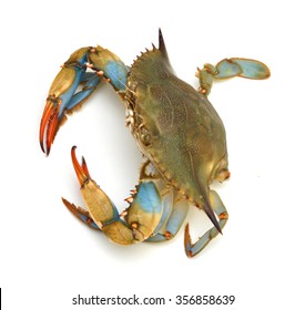 Blue Crab White Background Stock Photo (edit Now) 355805570