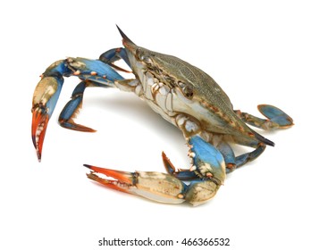 Blue Crab White Background Stock Photo (Edit Now) 355805570