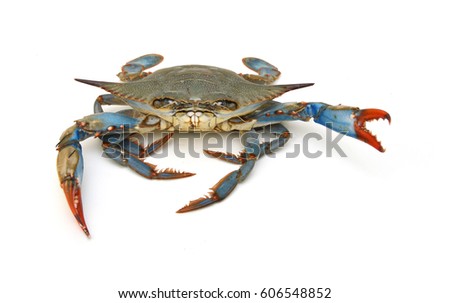 Blue Crab with white background