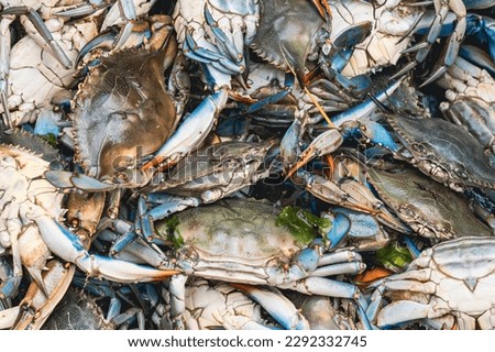 Blue crabs for sale at the fish market. Callinectes sapidus or Atlantic blue crab or Chesapeake blue crab.