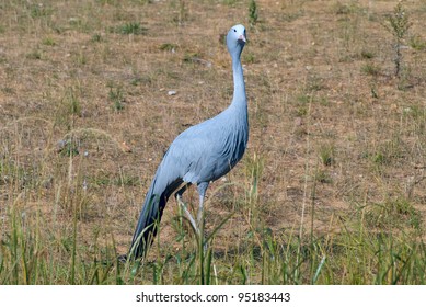 Blue Crane Bird Or Anthropoides Paradisea In Field