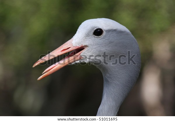 Blue Crane Bird Long Pointed Beak Stock Photo Edit Now 51011695