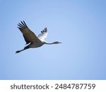 Blue Crane flying in blue sky