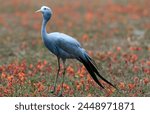 the blue crane: the national bird of South Africa
