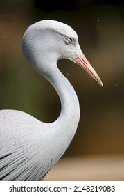 Blue Crane, South Africa's National Bird, Eastern Cape