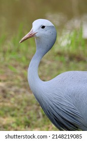 Blue Crane, South Africa's National Bird, Eastern Cape