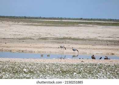 Blue Cranes Waterhole Etosha National Park Stock Photo 2150251885 ...