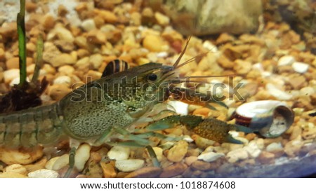 a blue crawfish