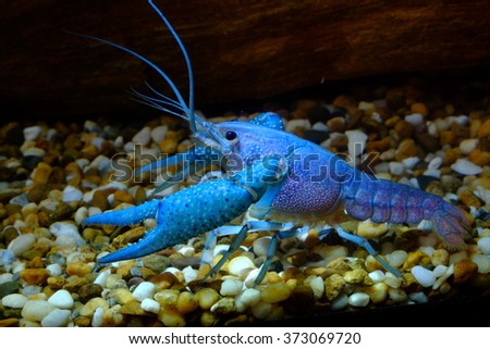 Blue Crayfish in Freshwater Aquarium in low light